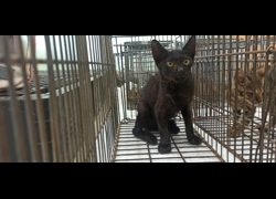 金門縣動物收容中心,編號:471186, 混種貓                 
