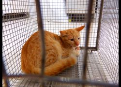 南投縣公立動物收容所,編號:471196, 混種貓                 