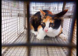南投縣公立動物收容所,編號:471198, 混種貓                 