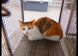 南投縣公立動物收容所,編號:471204, 混種貓                 