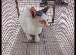 南投縣公立動物收容所,編號:471207, 混種貓                 