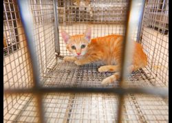 南投縣公立動物收容所,編號:471209, 混種貓                 