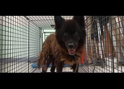 金門縣動物收容中心,編號:471215, 混種犬          