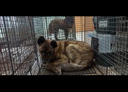 金門縣動物收容中心,編號:471216, 混種犬          
