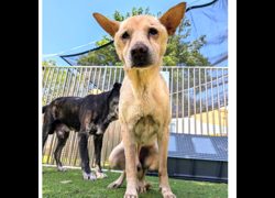 新竹縣動物保護教育園區,編號:471136, 混種犬          