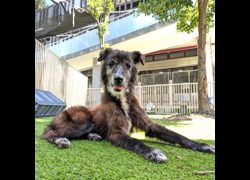 新竹縣動物保護教育園區,編號:470836, 混種犬          