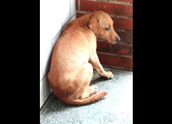宜蘭縣流浪動物中途之家,編號:471148, 混種犬          