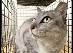 臺北市動物之家,編號:471288, 混種貓                 