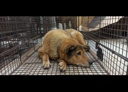 金門縣動物收容中心,編號:471217, 混種犬          