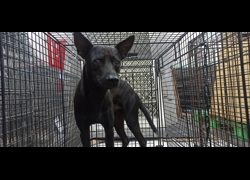 金門縣動物收容中心,編號:471218, 混種犬          