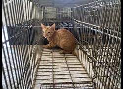 金門縣動物收容中心,編號:471219, 混種貓                 