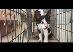 金門縣動物收容中心,編號:471220, 混種貓                 