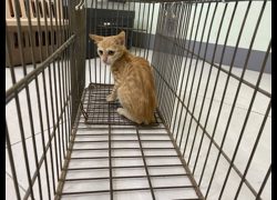金門縣動物收容中心,編號:471221, 混種貓                 