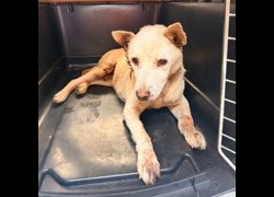 基隆市寵物銀行,編號:471289, 混種犬          