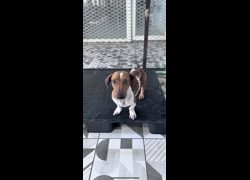 苗栗縣動物保護教育園區,編號:471293, 混種犬          