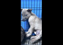 苗栗縣動物保護教育園區,編號:471294, 混種犬          