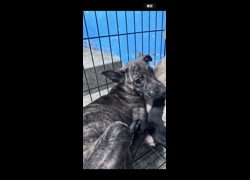 苗栗縣動物保護教育園區,編號:471295, 混種犬          