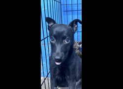 苗栗縣動物保護教育園區,編號:471297, 混種犬          