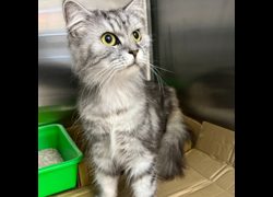 新北市瑞芳區公立動物之家,編號:471308, 英國長毛貓