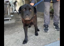 新北市板橋區公立動物之家,編號:471339, 混種犬          