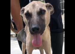 臺南市動物之家灣裡站,編號:471170, 混種犬          