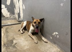 新竹市動物保護教育園區,編號:471346, 混種犬          