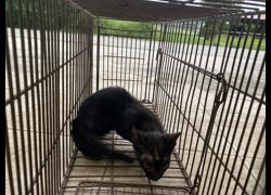 金門縣動物收容中心,編號:471292, 混種貓                 