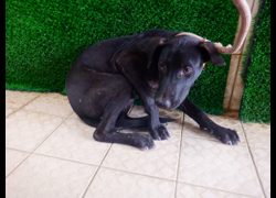 南投縣公立動物收容所,編號:471387, 混種犬          