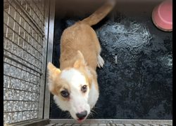 高雄市壽山動物保護教育園區,編號:471397, 威爾斯柯基犬              