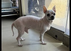高雄市壽山動物保護教育園區,編號:471402, 混種犬          