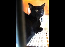 宜蘭縣流浪動物中途之家,編號:471360, 混種貓                 