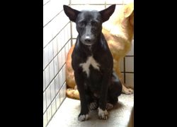 宜蘭縣流浪動物中途之家,編號:471361, 混種犬          