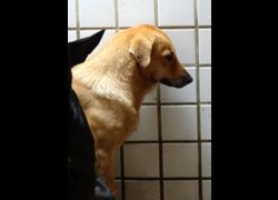 宜蘭縣流浪動物中途之家,編號:471362, 混種犬          