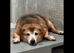 基隆市寵物銀行,編號:471430, 混種犬          