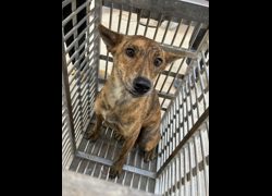 彰化縣流浪狗中途之家臨時收容所,編號:471443, 混種犬          