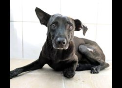 新竹縣動物保護教育園區,編號:471418, 混種犬          