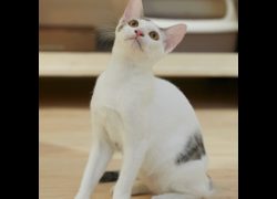 新北市瑞芳區公立動物之家,編號:471459, 混種貓                 