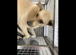 臺北市動物之家,編號:471474, 混種犬          