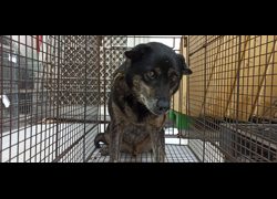 金門縣動物收容中心,編號:471494, 混種犬          