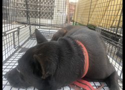 金門縣動物收容中心,編號:471495, 混種犬          