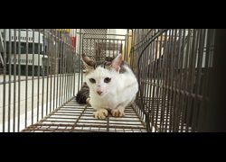 金門縣動物收容中心,編號:471496, 混種貓                 