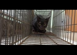 金門縣動物收容中心,編號:471497, 混種貓                 