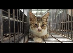 金門縣動物收容中心,編號:471498, 混種貓                 