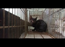 金門縣動物收容中心,編號:471499, 混種貓                 