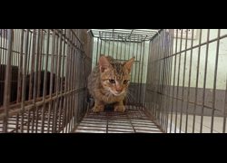 金門縣動物收容中心,編號:471500, 混種貓                 