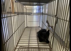 金門縣動物收容中心,編號:471501, 混種貓                 