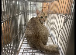 金門縣動物收容中心,編號:471502, 混種貓                 