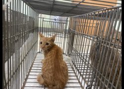 金門縣動物收容中心,編號:471503, 混種貓                 