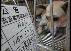 雲林縣流浪動物收容所,編號:471505, 混種犬          