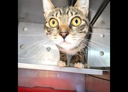 新竹縣動物保護教育園區,編號:471029, 混種貓                 